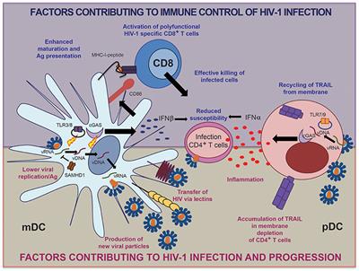 Role of Dendritic Cells in Natural Immune Control of HIV-1 Infection